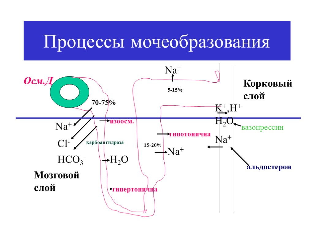 Процессы мочеобразования Nа+ Cl- HCO3- карбоангидраза 70-75% изоосм. Н2О гипертонична Nа+ 15-20% Мозговой слой